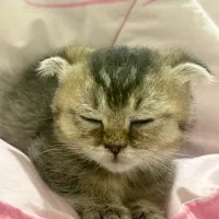 اسکاتیش دو‌ماهه