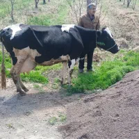 گاو شیری هلشتاین