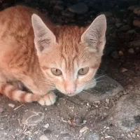 گربه|گربه|شفت, |دیوار