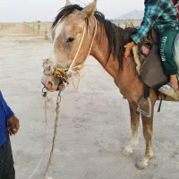 اسب نر دونیم ساله