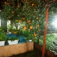 ویلا ساحلی ۳۰۰ متری دو قدمی دریا  چاف