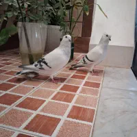 کبوتر|پرنده|بنارویه, |دیوار
