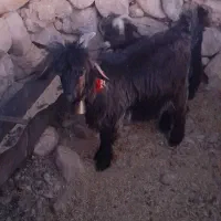 بیگ دوبری و تخمی|حیوانات مزرعه|ایذه, |دیوار