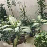 گل و گیاه|گل و گیاه طبیعی|درودزن, |دیوار