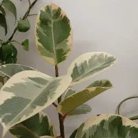 گل پاندانوس غول پیکر و فیکوس اگلنما|گل و گیاه طبیعی|کرمان, |دیوار