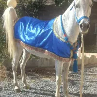 اسب مادیان عرب