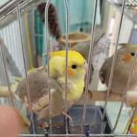 عروس هلندی زیبا|پرنده|رشت, کوی مهر|دیوار