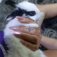 بچه خرگوش ی ماهع