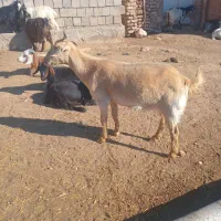 باستان فروشی