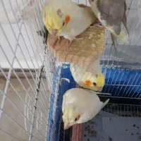 عروس هلندی|پرنده|رشت, پیرکلاچای|دیوار