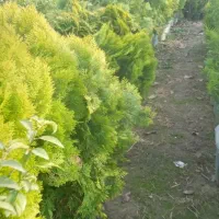 خرید فروش کاج و شمشاد