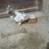 سارسرخ کاکلی