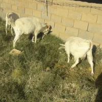 نری سانن بخته و بز|حیوانات مزرعه|کرمان, |دیوار