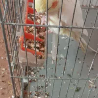 جفت عروس هلندی مولد|پرنده|فولادشهر, A6|دیوار