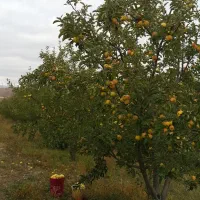 فروش باغ دراهر