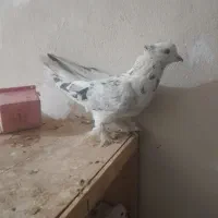 ی جفت کفتر تزئینی نر