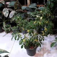 گل طبیعی...|گل و گیاه طبیعی|قوچان, |دیوار