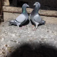 دوتا کبوتر سبز ماده دورگ مسافتی|پرنده|جهرم, |دیوار