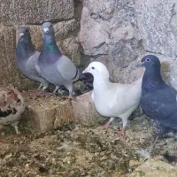 کفتر کبوتر پرنده|پرنده|مرودشت, تخت جمشید|دیوار