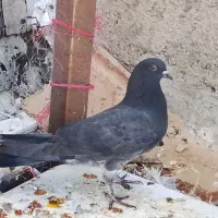 کفتر|پرنده|پاکدشت, پاکدشت (مامازند)|دیوار