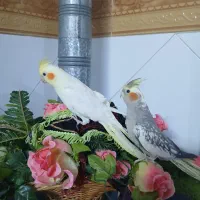 یک جفت عروس هلندی