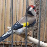 سهره|پرنده|مسجد سلیمان, |دیوار