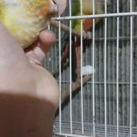 راهب و گرینچیک|پرنده|زبرخان, |دیوار