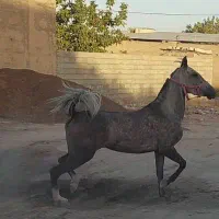 اسب مادیان ترکی خوندار و دمگیر|اسب و تجهیزات اسب‌سواری|شیراز, سجادیه|دیوار