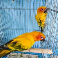 خورشیدی ملنگو شاه راهب میخرم پرندگان شما را|پرنده|شیراز, لب آب|دیوار