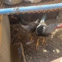 مرغ و خروس و جوجه اصل|حیوانات مزرعه|سراوان, |دیوار