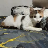 واگذاری بچه گربه|گربه|بندر انزلی, سامانسر|دیوار