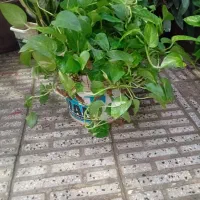 گل طبیعی سرحال|گل و گیاه طبیعی|بروجرد, |دیوار