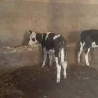 گوساله ماده سمینتال|حیوانات مزرعه|تبریز, |دیوار