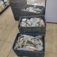 ماهی زنده