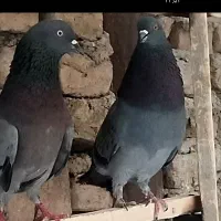 کبوتر جفتی
