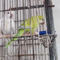 راهب مولد بشرط معاوضه