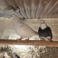 کفتر کبوتر نرو ماده پرشی|پرنده|باقرشهر, |دیوار