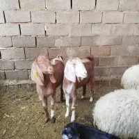 فروش بز