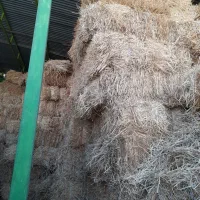 ‌کلش گندم،یونجه