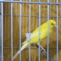 فروش دو عدد قناری ..نر و‌ماده