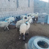 میش|حیوانات مزرعه|رفسنجان, |دیوار