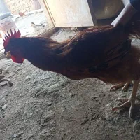 دو عدد خروس کردی خوش قیافه|حیوانات مزرعه|خاو و میرآباد, |دیوار