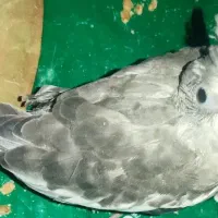 جوجه عروس سرلاکی وایت فیس و ابلغ