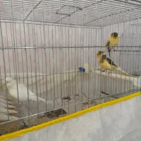قناری گلاستر اورجینال