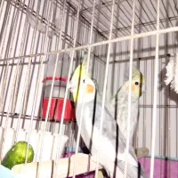 عروس هلندی با حال نر وماده