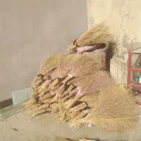 جارو|جاروبرقی، جارو شارژی، بخارشو|کوهدشت, |دیوار