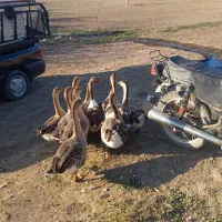 قاز|حیوانات مزرعه|قشلاق دشت, |دیوار