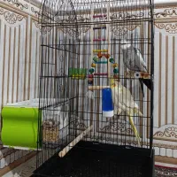 عروس هلندی|پرنده|زاغه, |دیوار