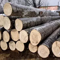 خرید انواع درخت|خدمات باغبانی و درختکاری|خوی, |دیوار