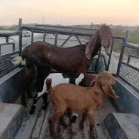 گوسفند پاکستانی